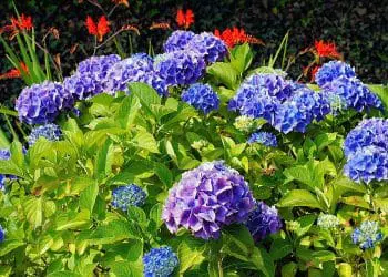 Best Time Of Year To Plant Hydrangeas