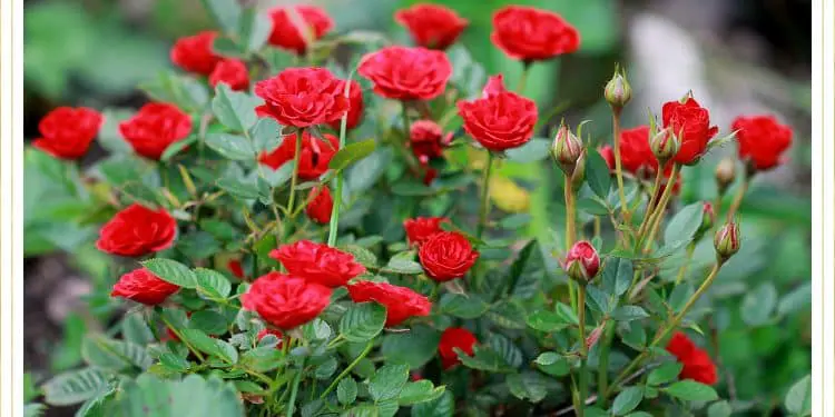 Best Time Of Year To Plant Roses