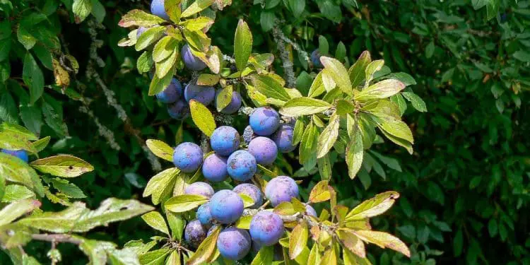 Best Time To Plant A Blueberry Bush