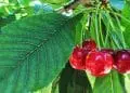 Best Time To Plant A Cherry Tree
