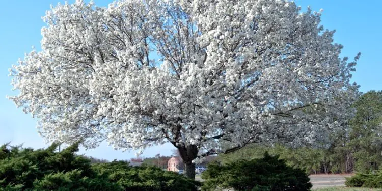 Best Time To Plant A Dogwood Tree