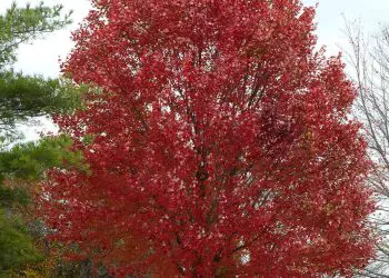 Best Time To Plant A Maple Tree