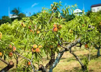 Best Time To Plant A Peach Tree