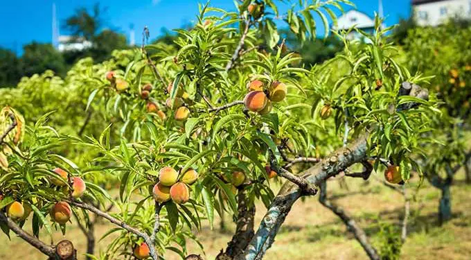 Best Time To Plant A Peach Tree