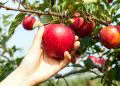Best Time To Plant Apple Trees