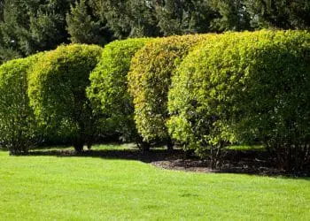 Best Time of Year to Plant Shrubs