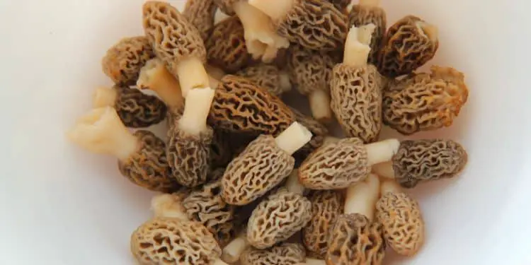 How Best To Clean Morels