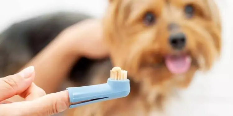 How Much Does It Cost To Clean Dog Teeth