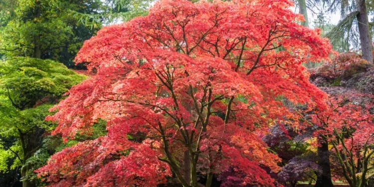 Best Time To Plant A Japanese Maple