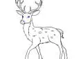 How To Draw A Deer For Kids