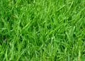 How To Grow Bermuda Grass