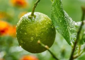 Best Time To Plant A Lemon Tree
