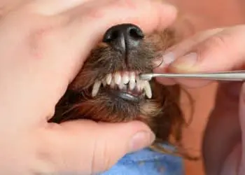 How Much Does It Cost To Clean A Dogs Teeth