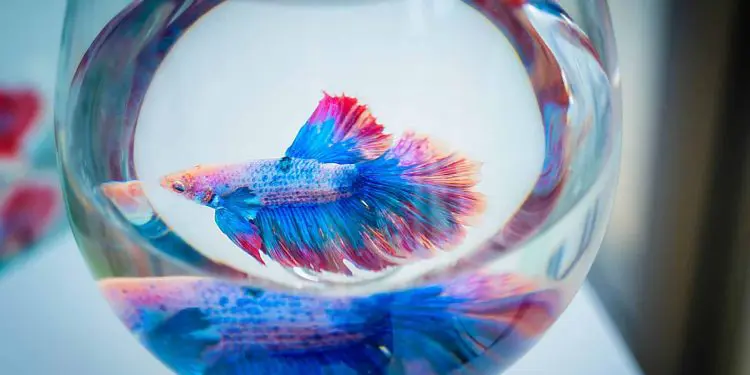 How Often To Clean A Betta Fish Tank