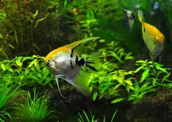 How Often To Clean Fish Tank