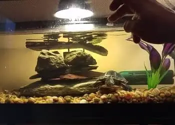 How Often To Clean Turtle Tank