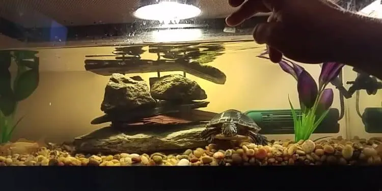 How Often To Clean Turtle Tank