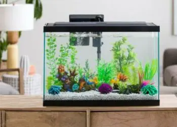 How To Clean A 10 Gallon Fish Tank