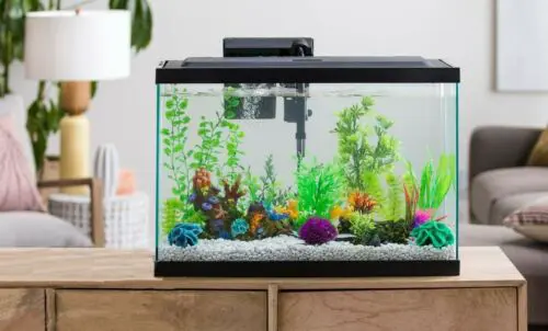 How To Clean A 10 Gallon Fish Tank